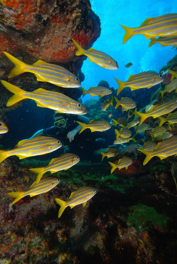 Tham quan thiên đường Fernando de Noronha, Brazil 